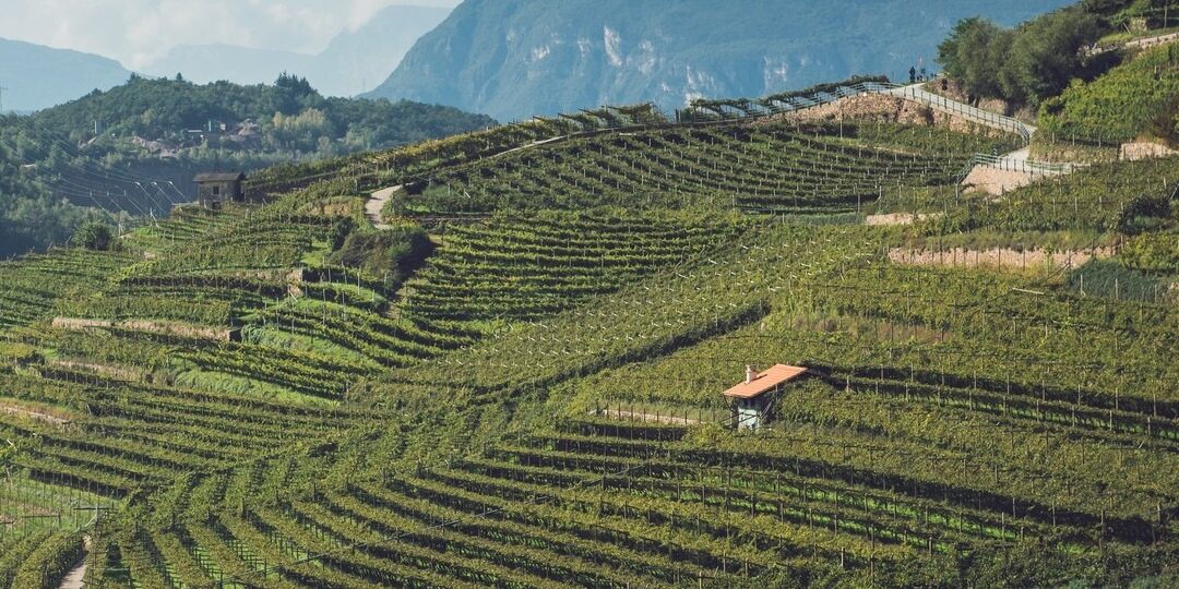 Avvio stakeholder engagement - Sostenibilità Consorzio vini del trentino