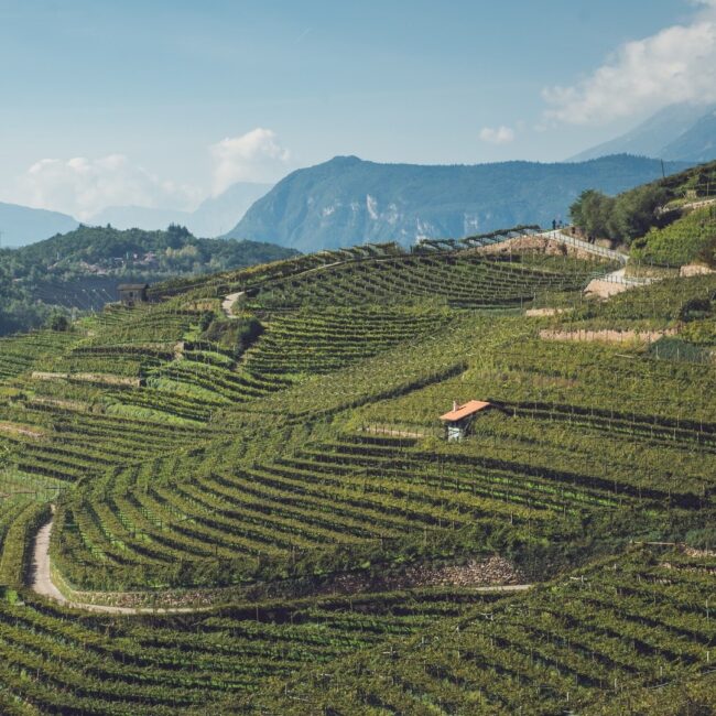 Avvio stakeholder engagement - Sostenibilità Consorzio vini del trentino